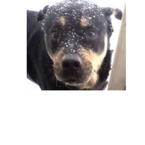 Meet your Posher, Joey